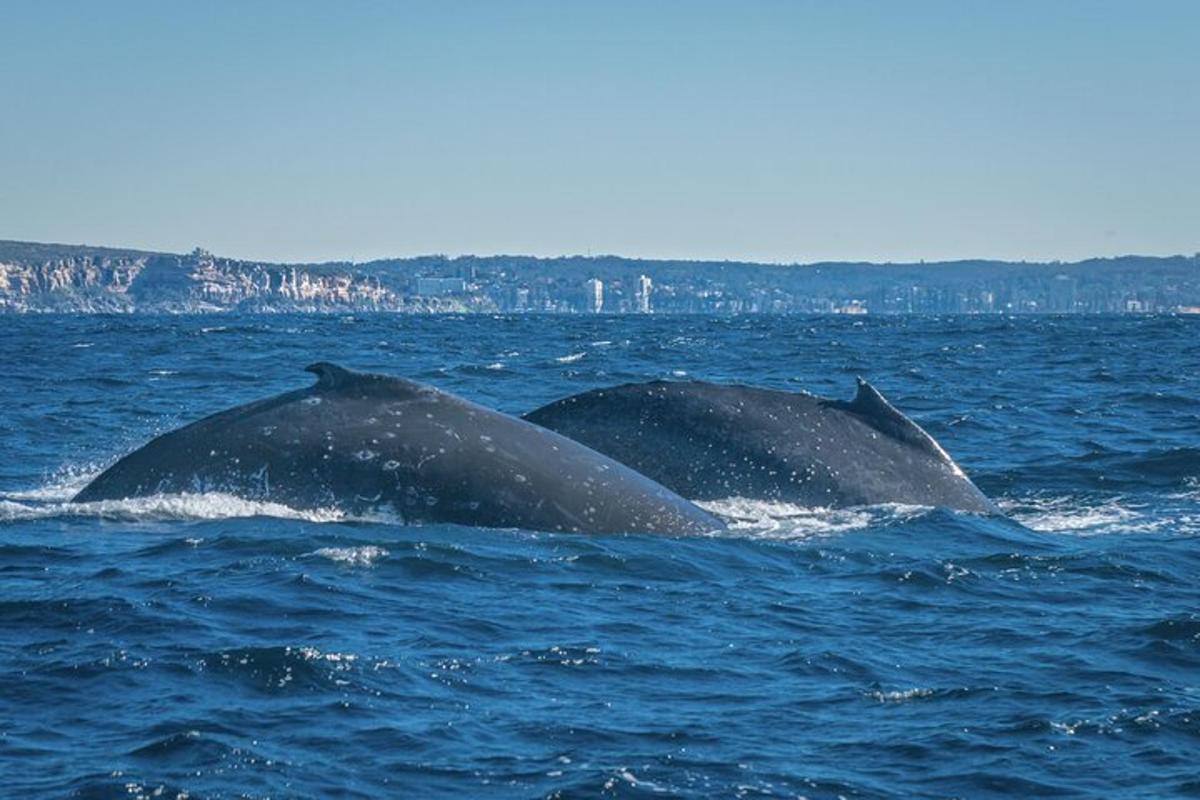due delfini che nuotano nell'acqua