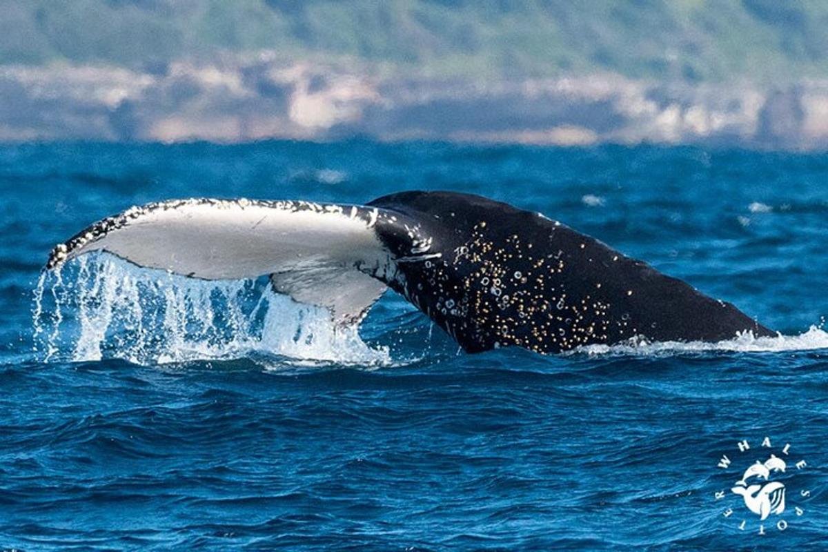 una balena nell'acqua con la coda estesa