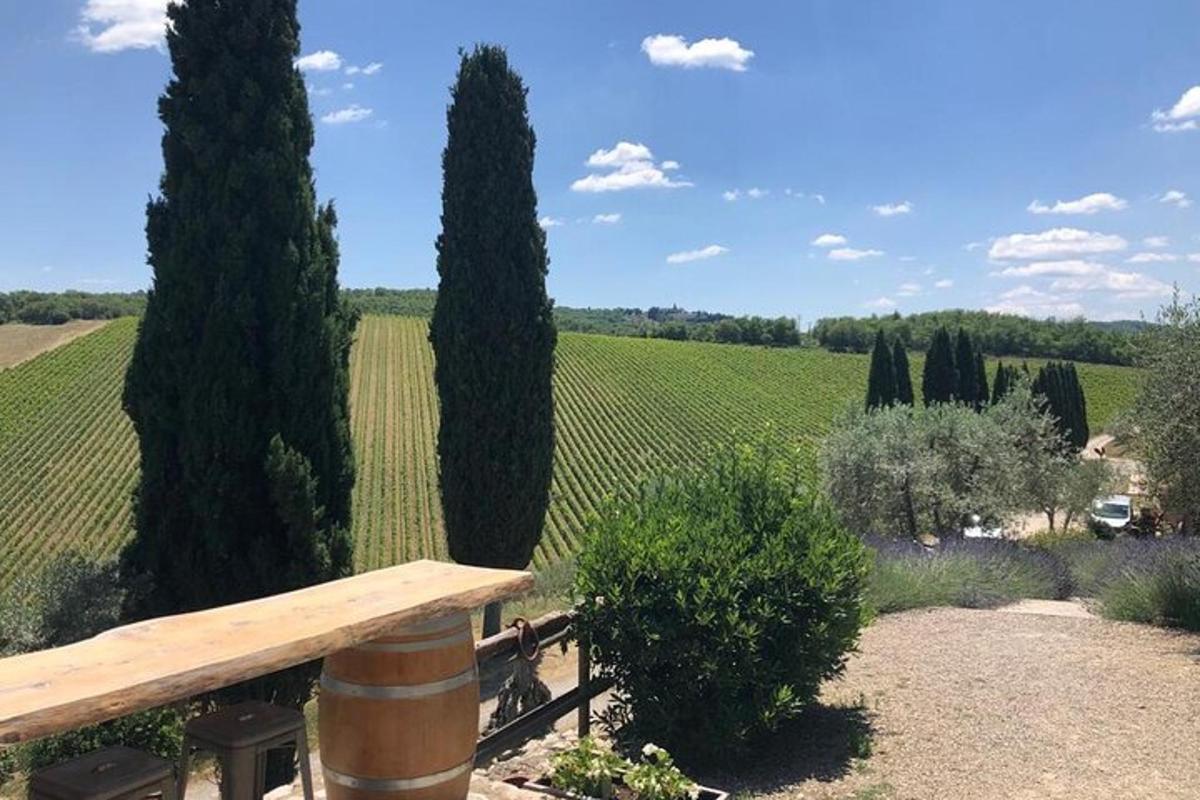 dřevěná lavička před vinicí se stromy