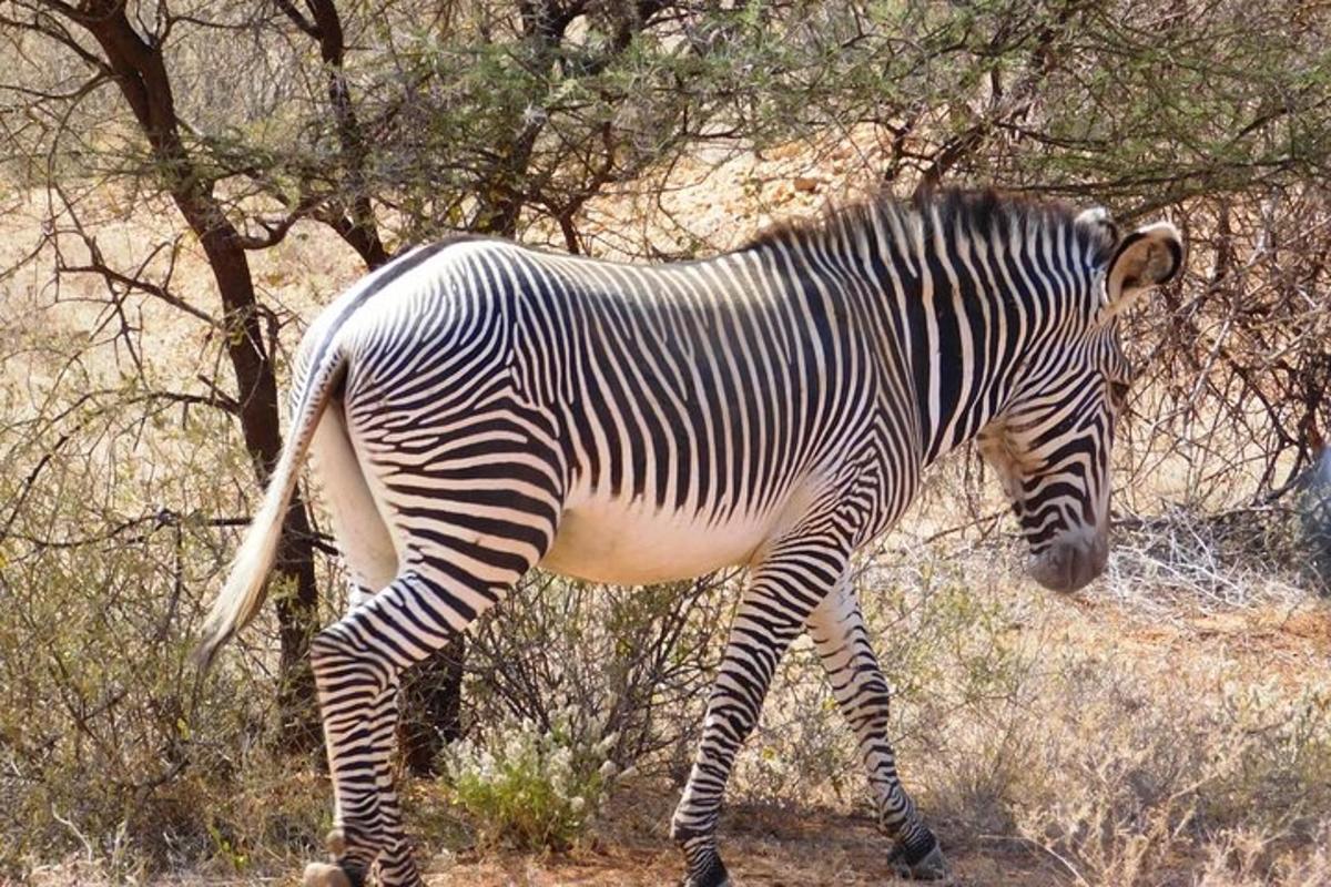 zebra kráčajúca v tráve pri strome