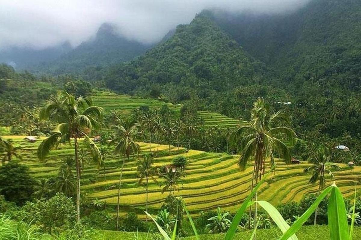 padang dengan pokok palma dan gunung di latar belakang