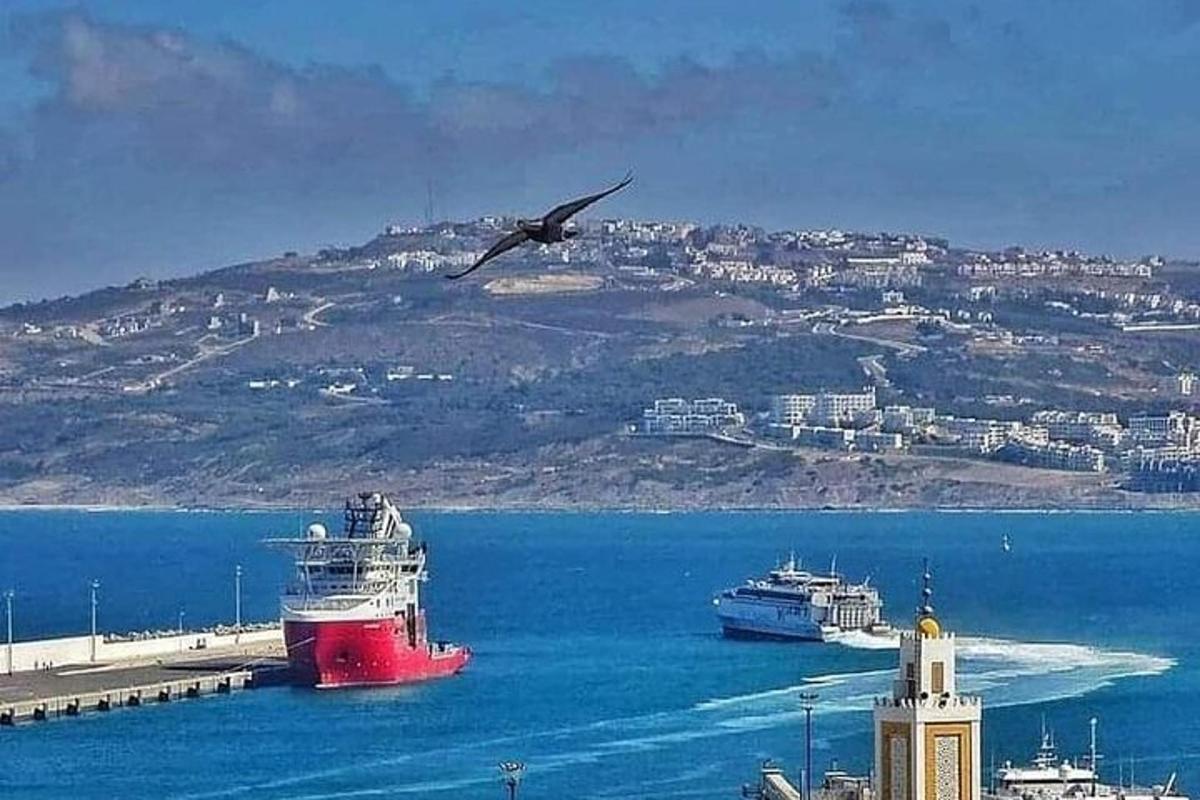 ein Vogel, der mit einem Kreuzfahrtschiff über den Ozean fliegt