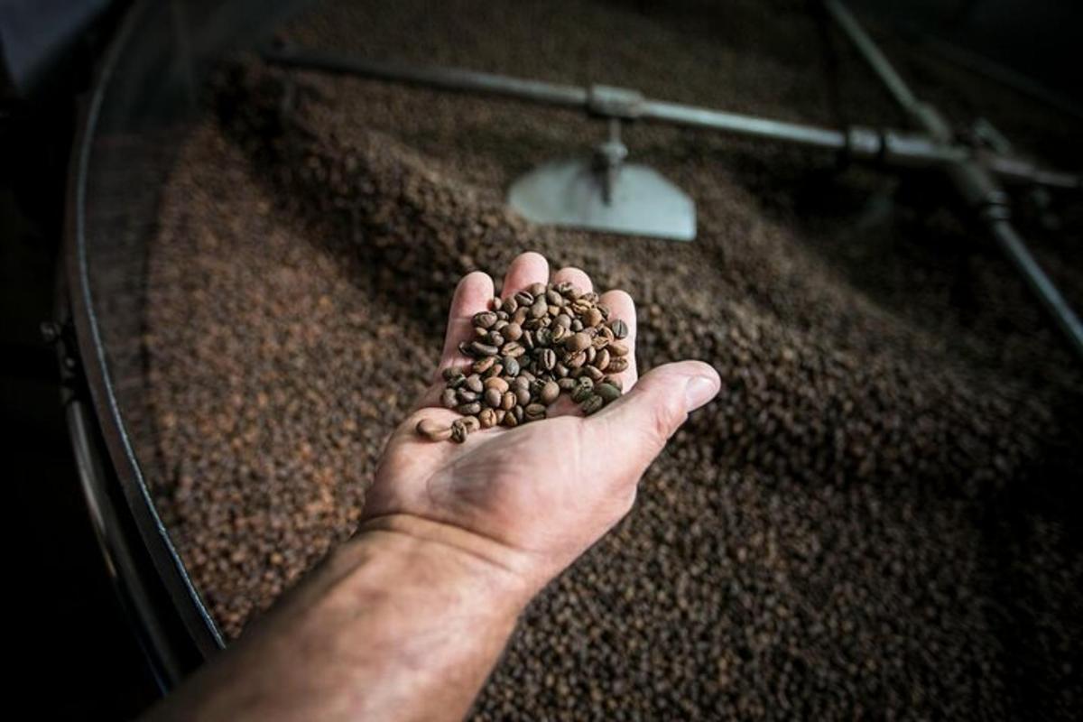 o mână care ține o mână de boabe de cafea