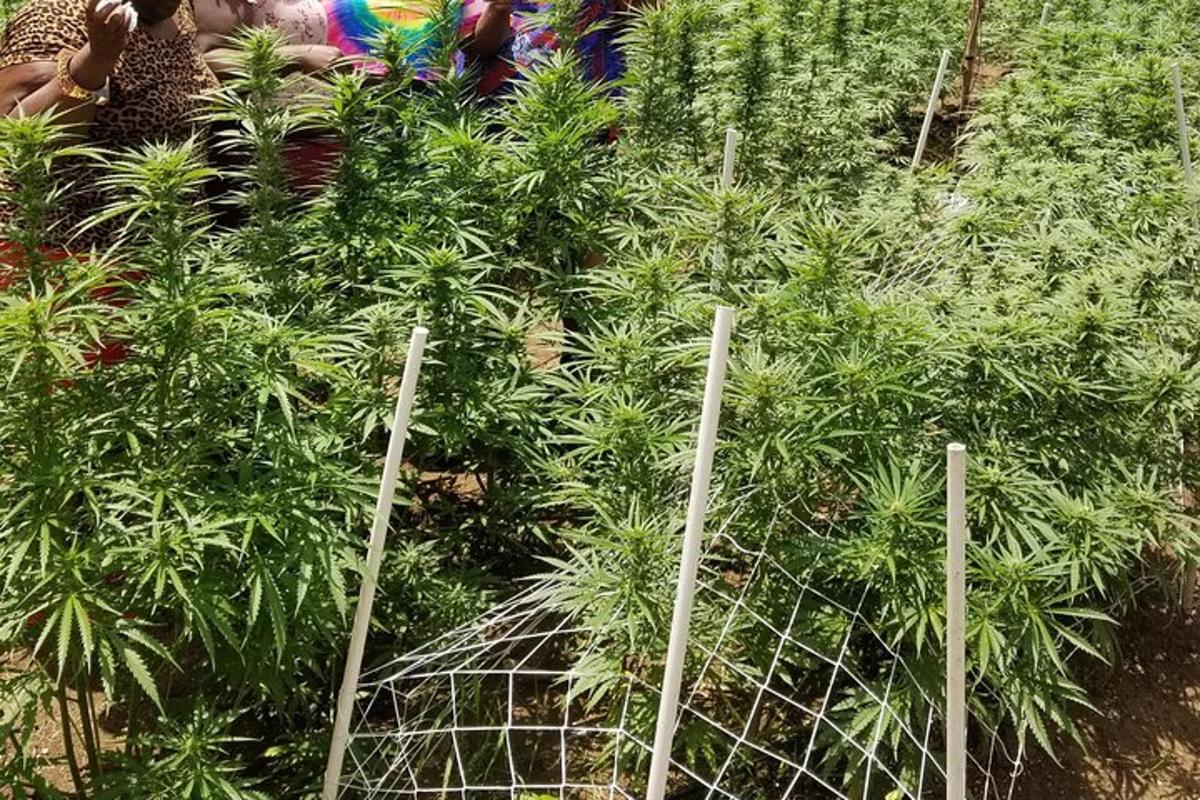 un grupo de plantas de cáñamo en un jardín