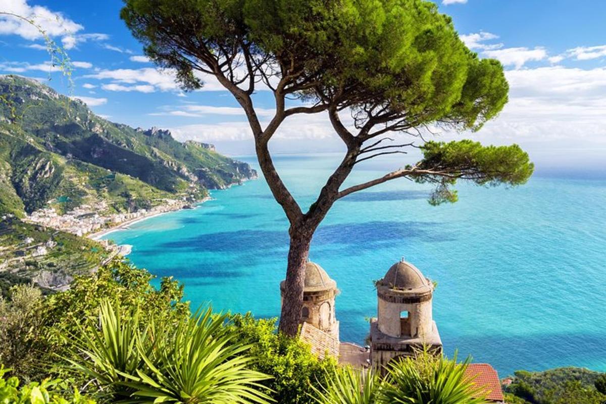 un arbre assegut al cim d'un turó al costat de l'oceà