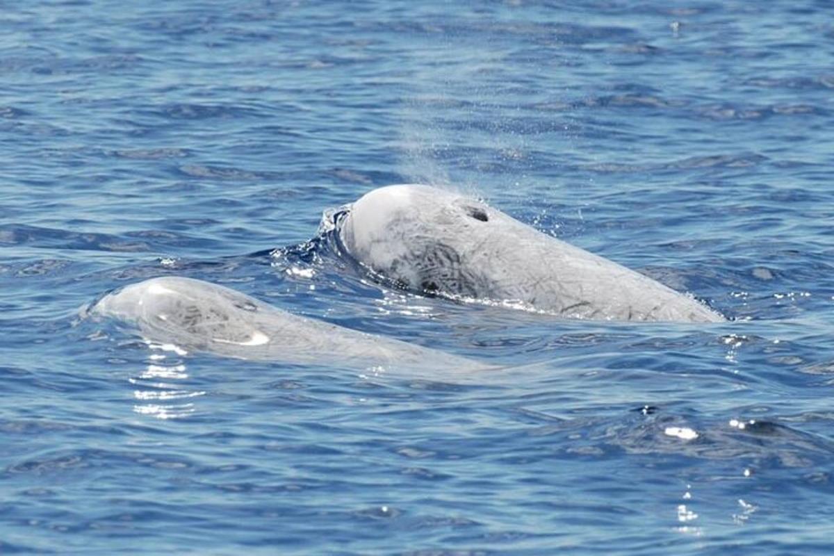 Lankytinos vietos ar pramogos nuotrauka numeris 5