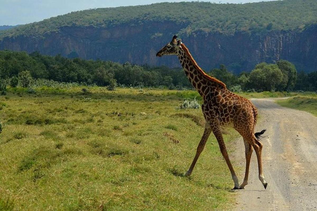 eine Giraffe überquert einen Feldweg