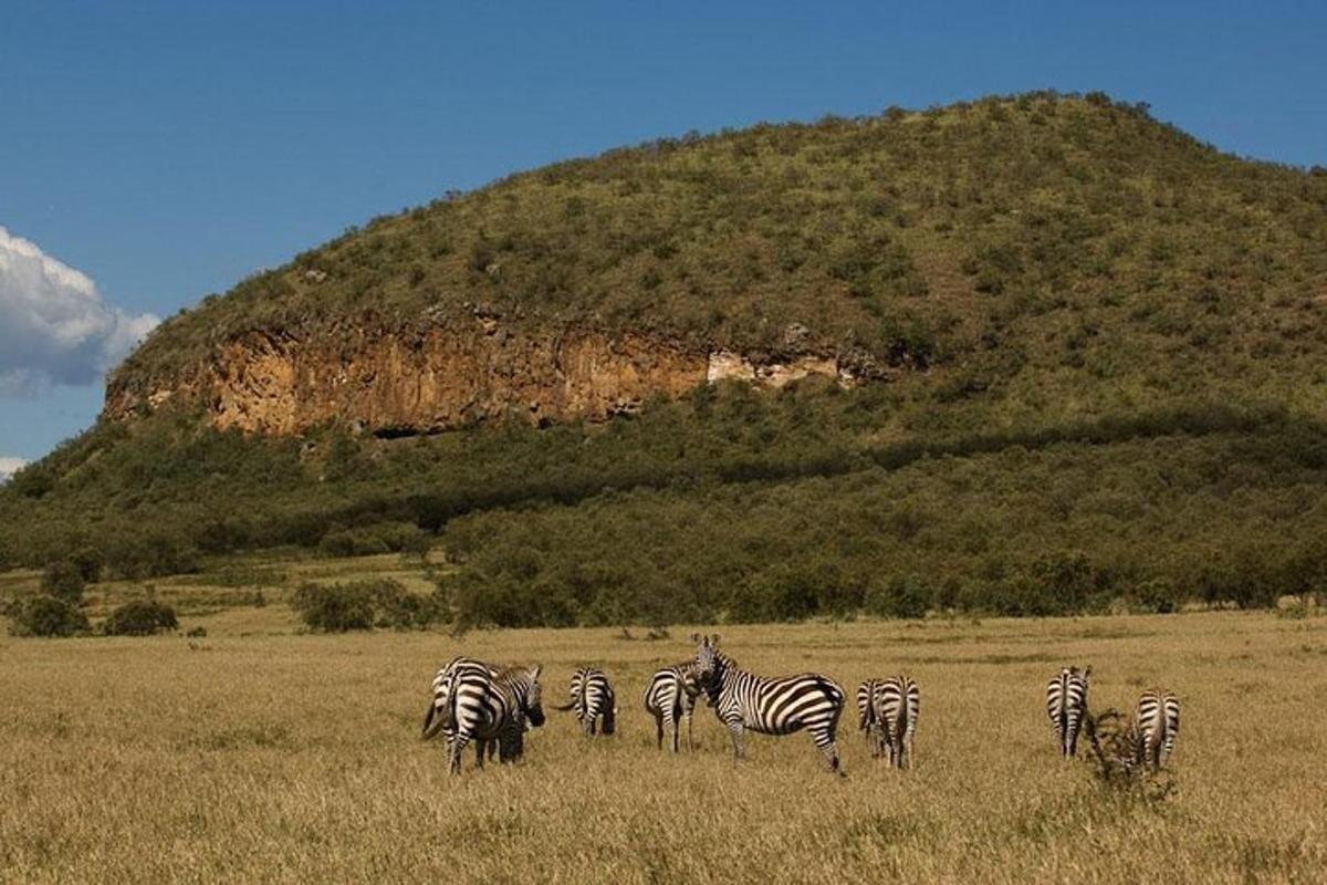eine Herde Zebras grast auf einem Feld