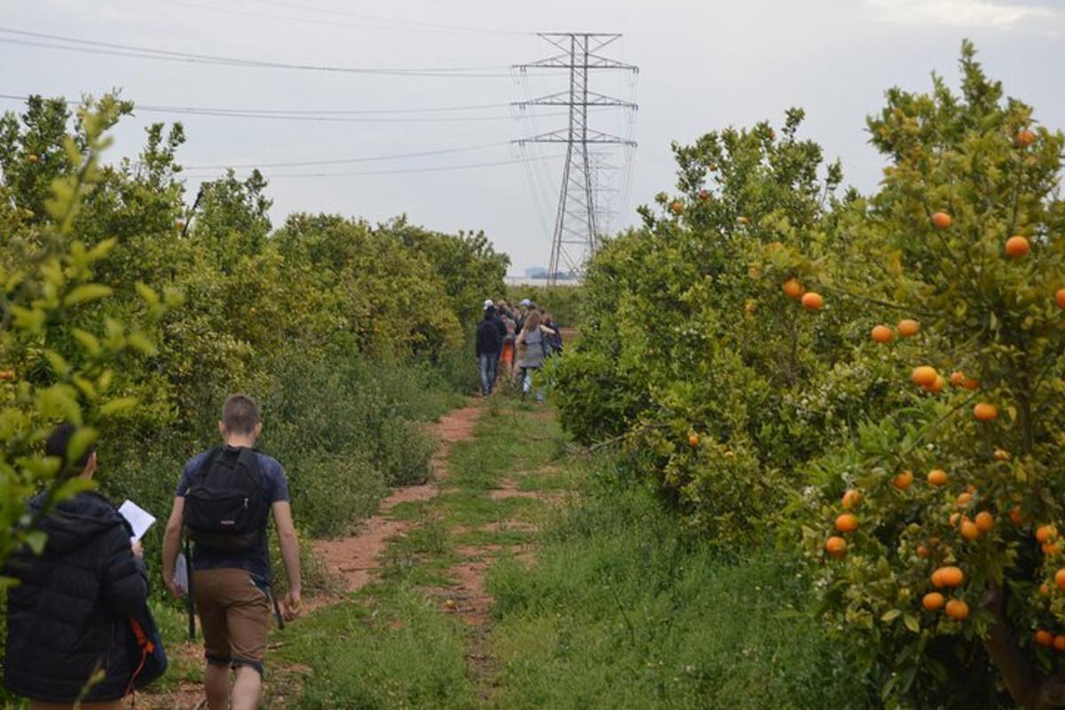 Un grupo de personas caminando por un sendero de tierra entre naranjos.