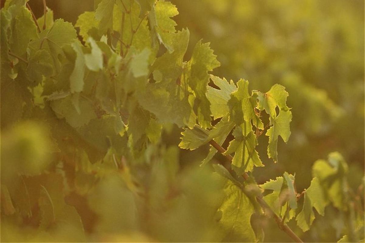 una branca d'arbre amb fulles verdes