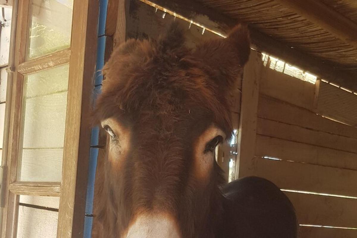 et nærbillede af en hest i en stald