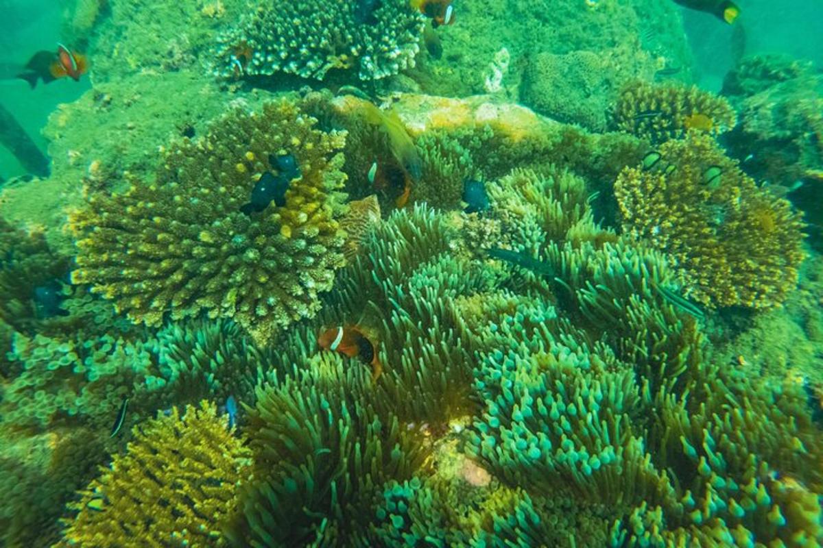 una barriera corallina con pesci nell'acqua