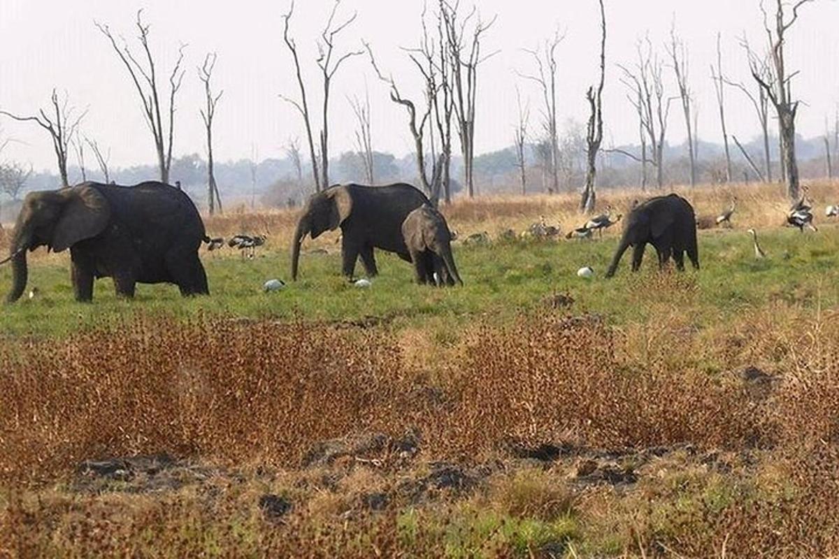 a group of elephants walking in a field