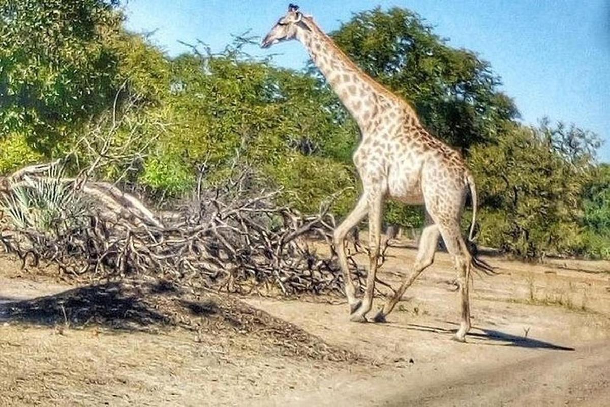 a giraffe walking on a dirt road