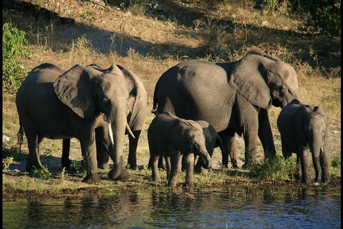 a herd of elephants standing near the water