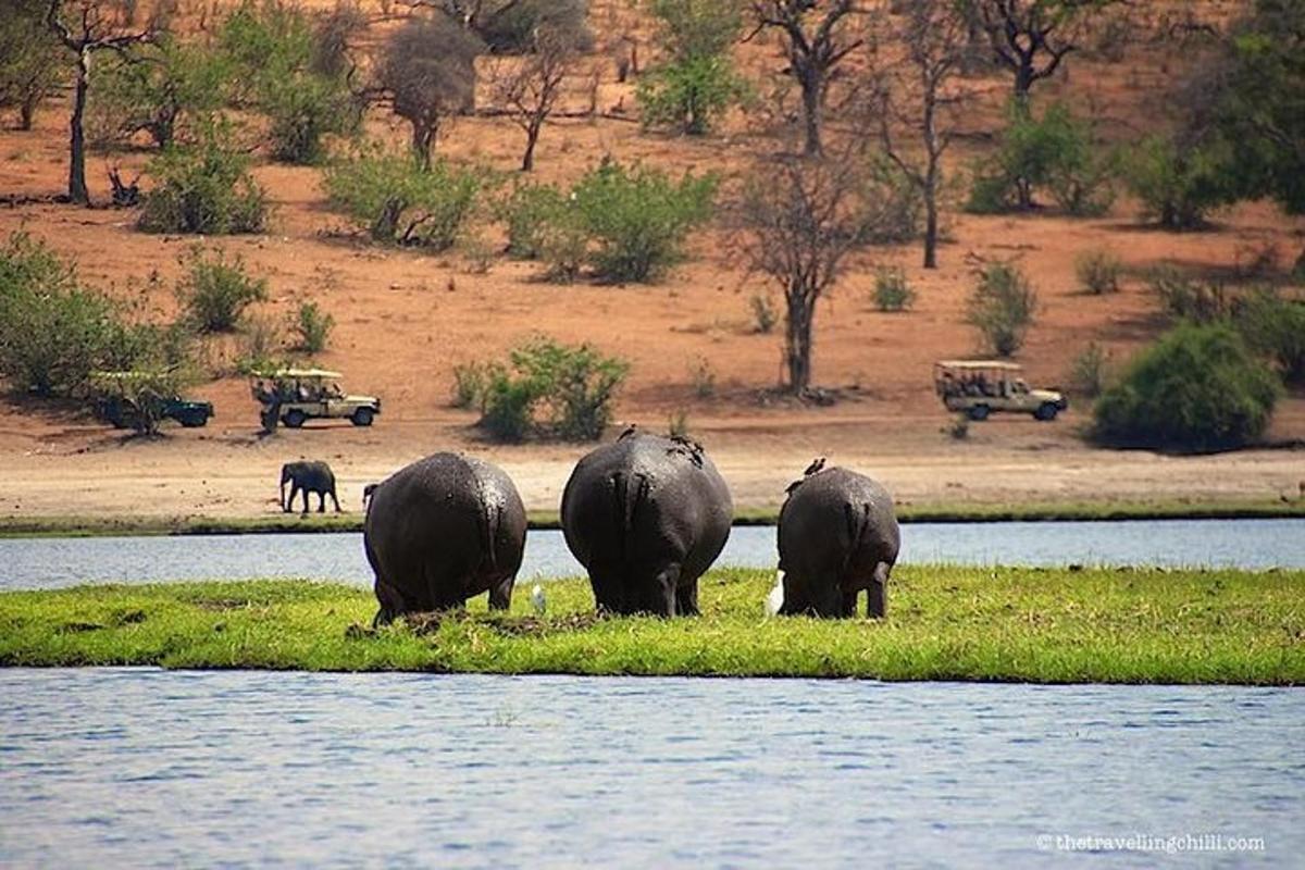 a group of elephants standing in the grass near the water