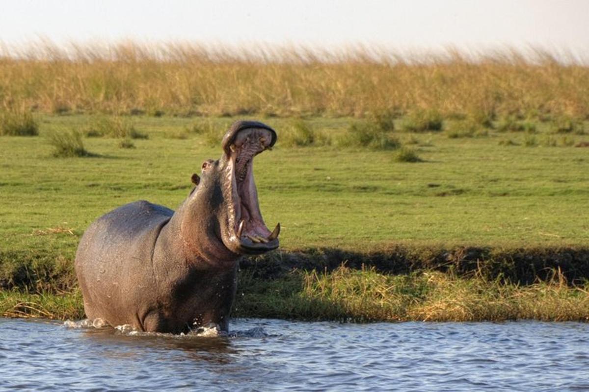 an animal standing in the water with its mouth open