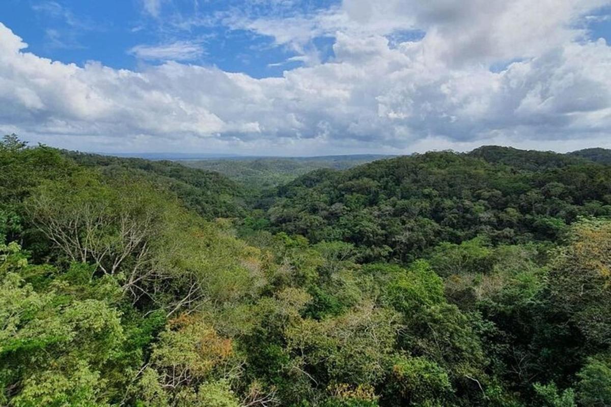 an aerial view of a forest of trees on a hill