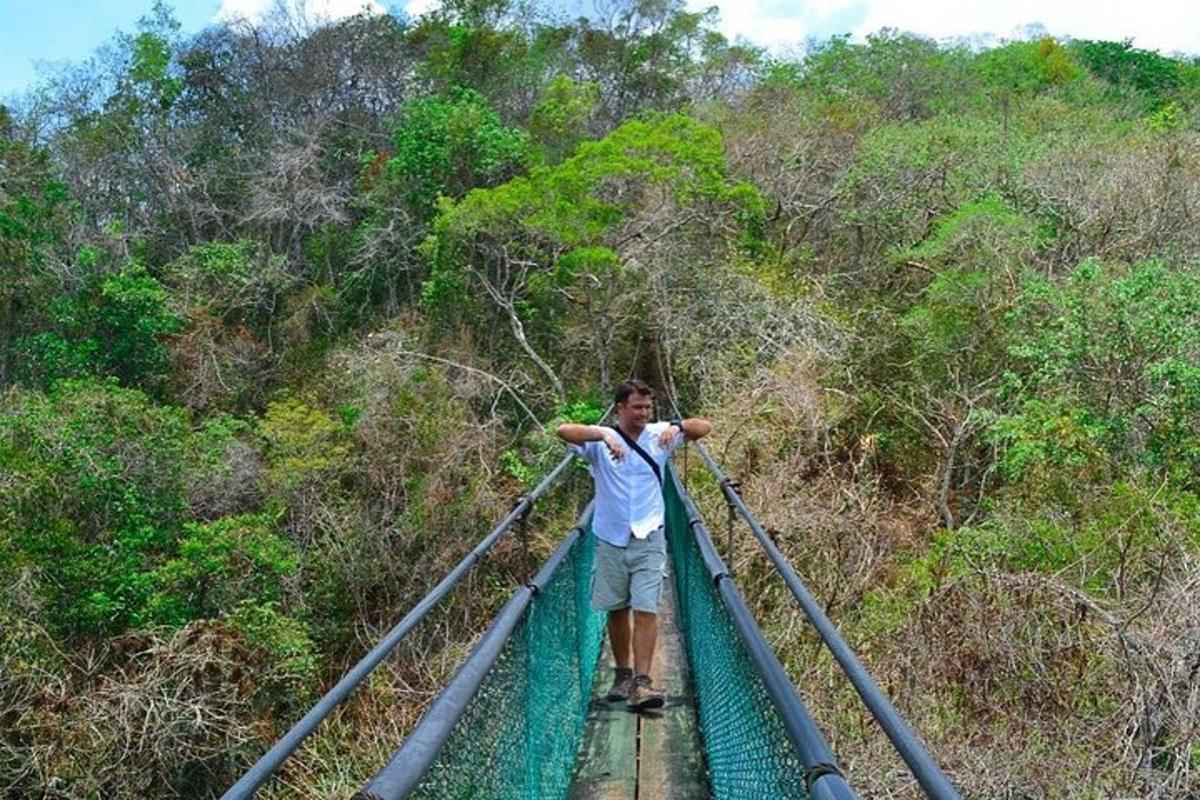 a man standing on a suspension bridge in the forest