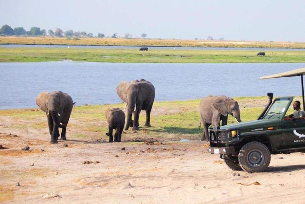 a group of elephants walking next to a river