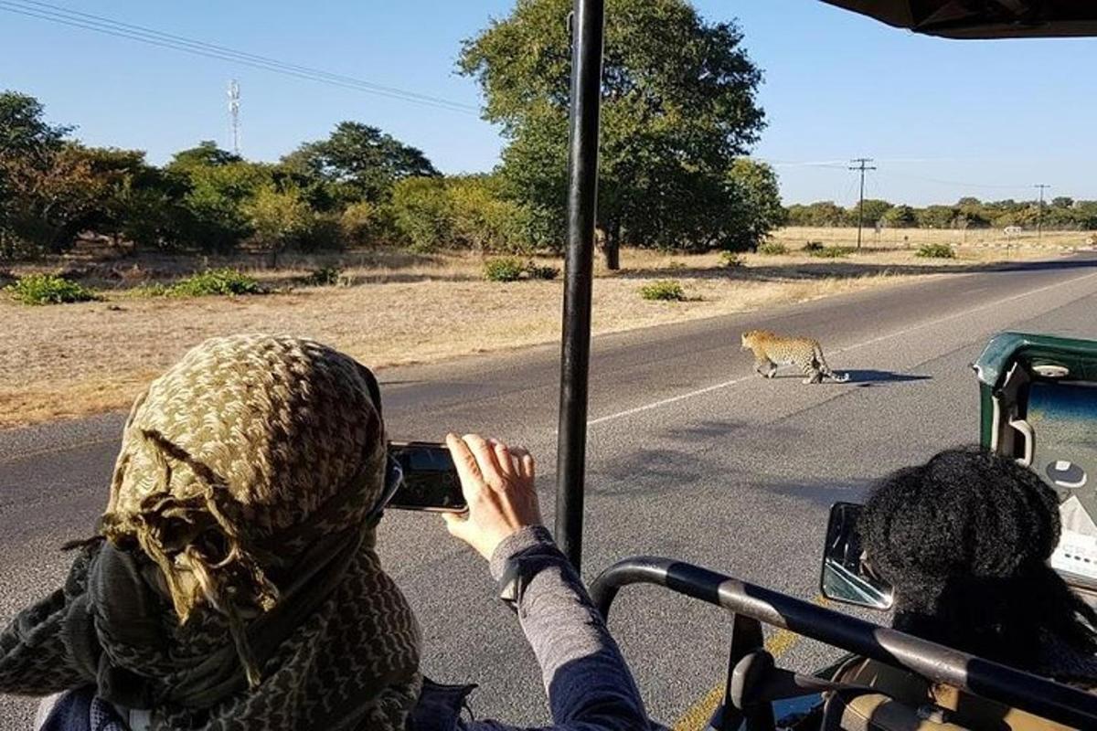 a person taking a picture of a lion in the road