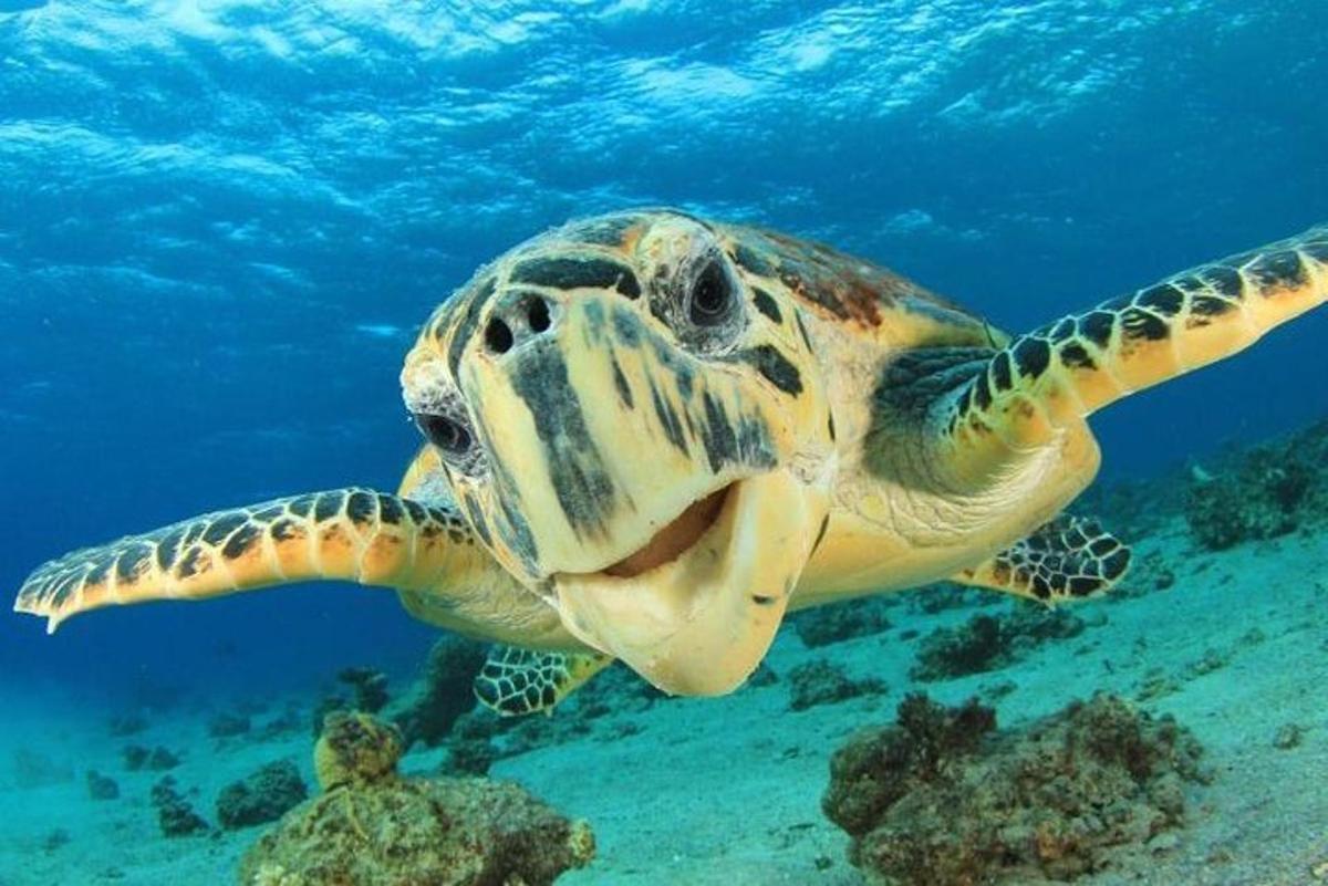 a green and white turtle swimming in the ocean