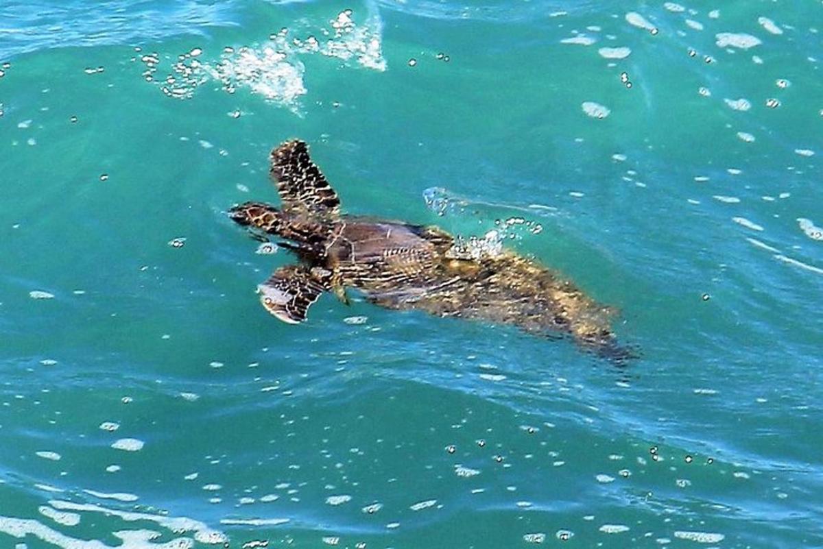 a green sea turtle swimming in the water