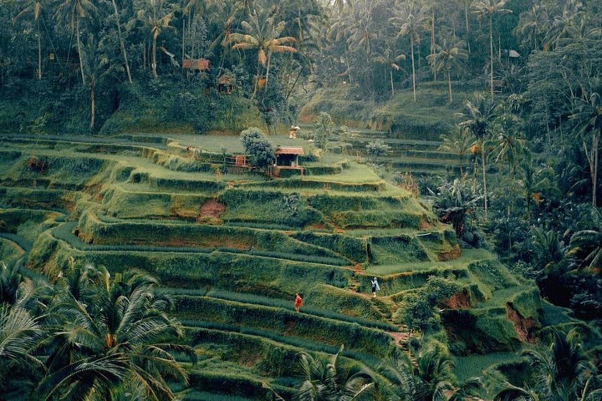 một góc nhìn từ trên không của một khu vườn trong rừng rậm