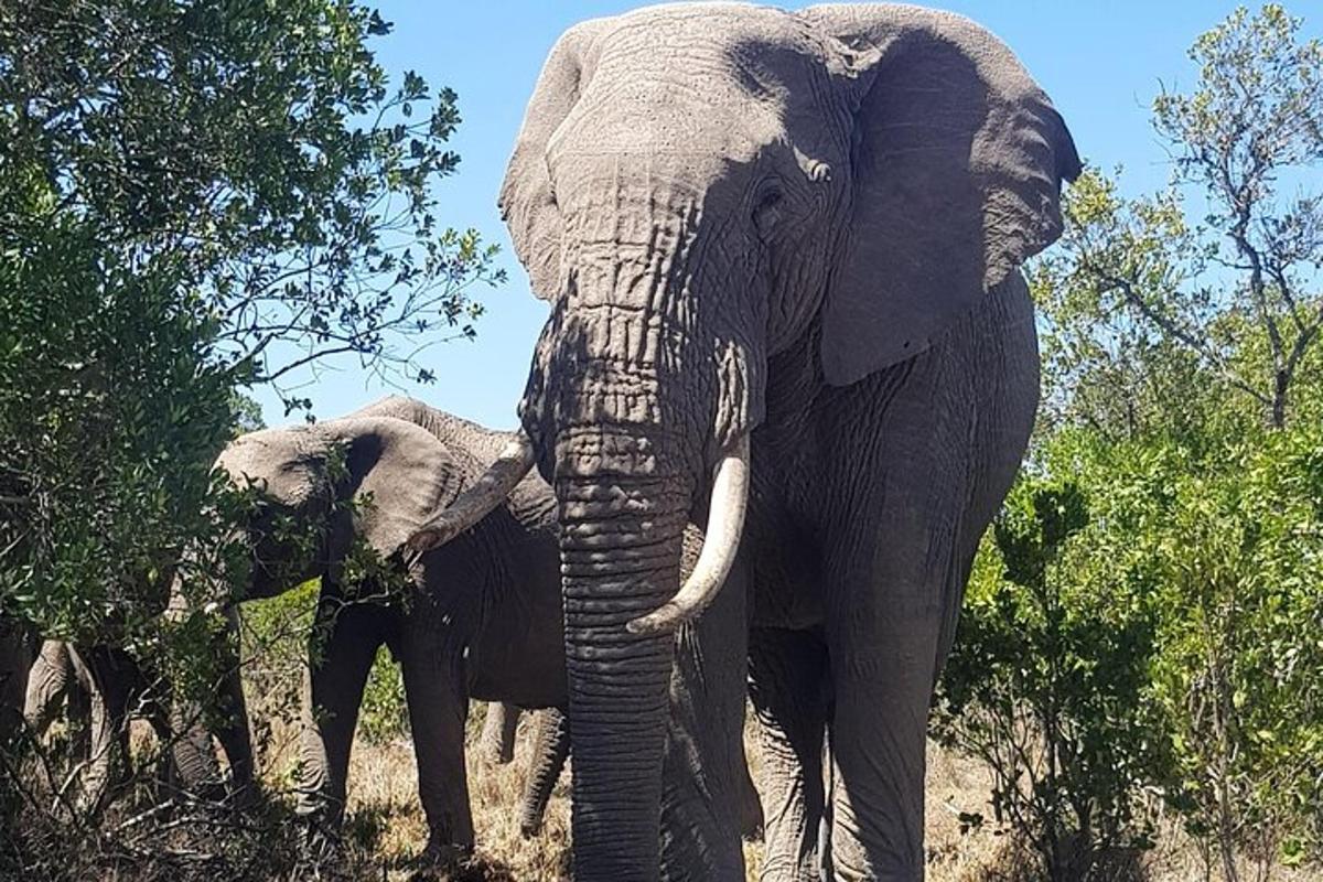 a large elephant standing in a field with another elephant
