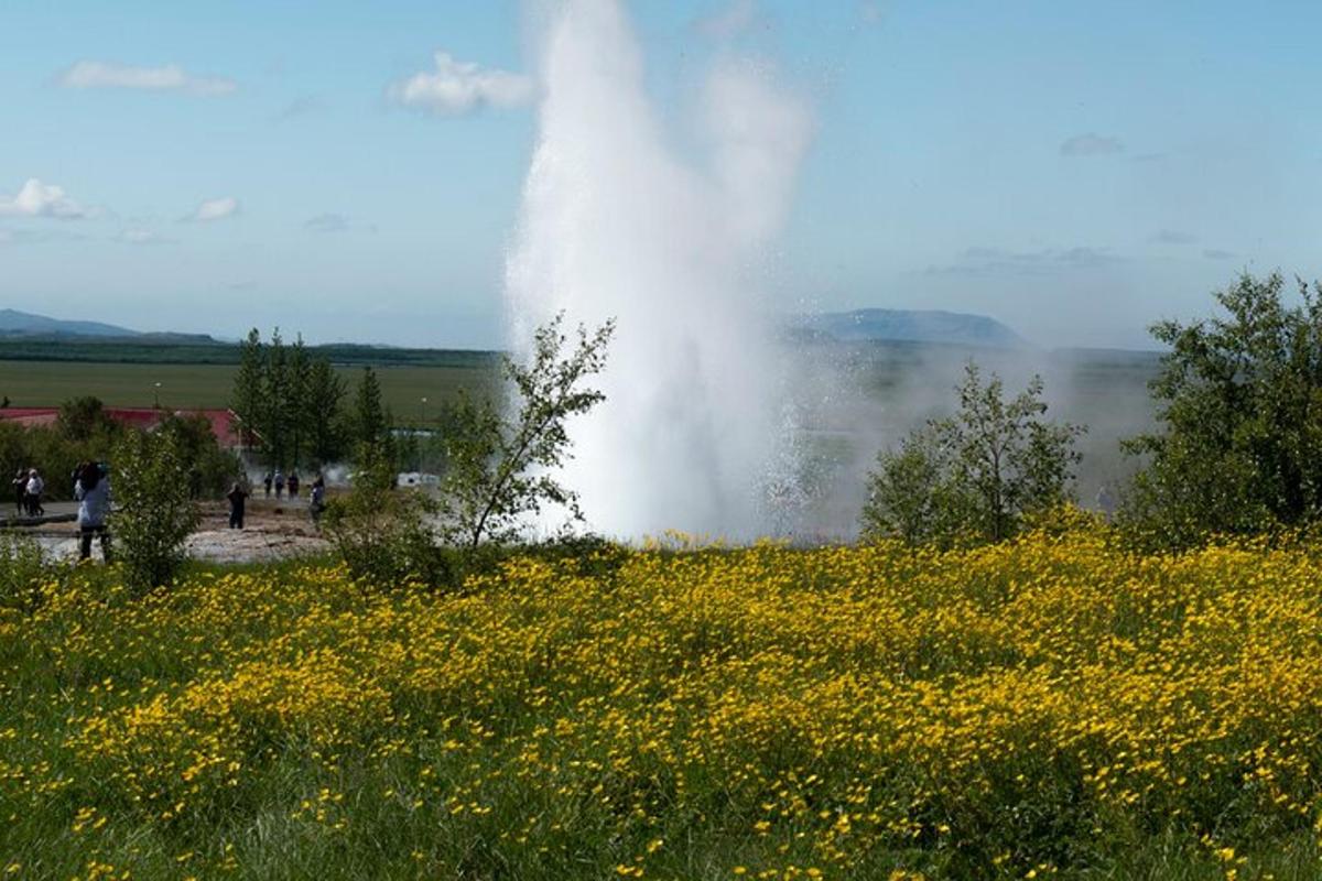 a geyser in a field with a field of flowers