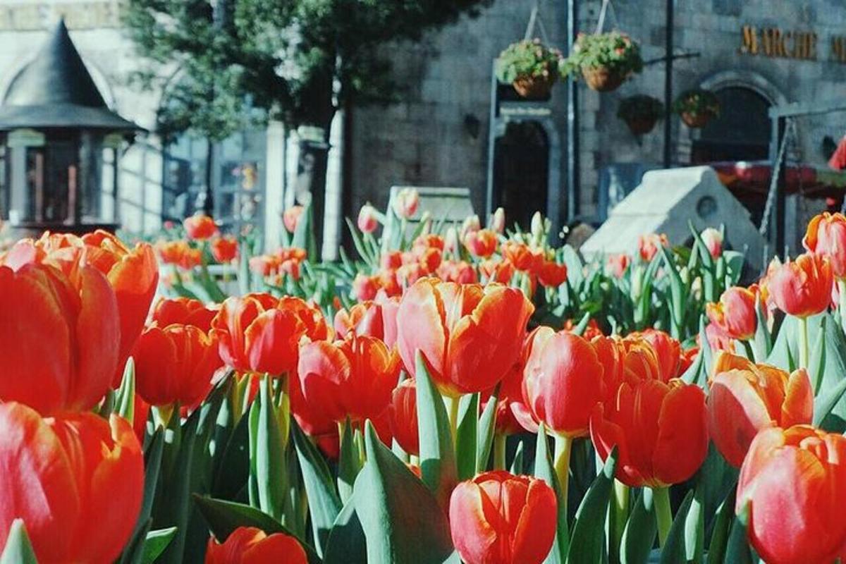un ram de tulipes vermelles en un jardí