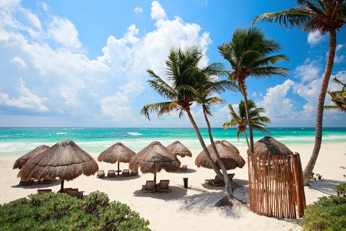 a beach with many straw umbrellas and palm trees