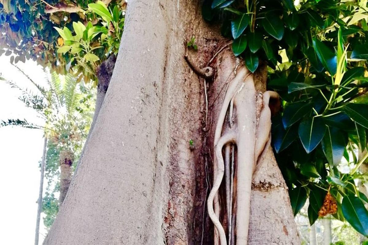 un arbre amb una arrel incrustada al costat