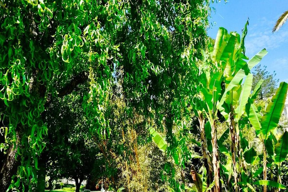 un arbre amb fulles verdes en un camp