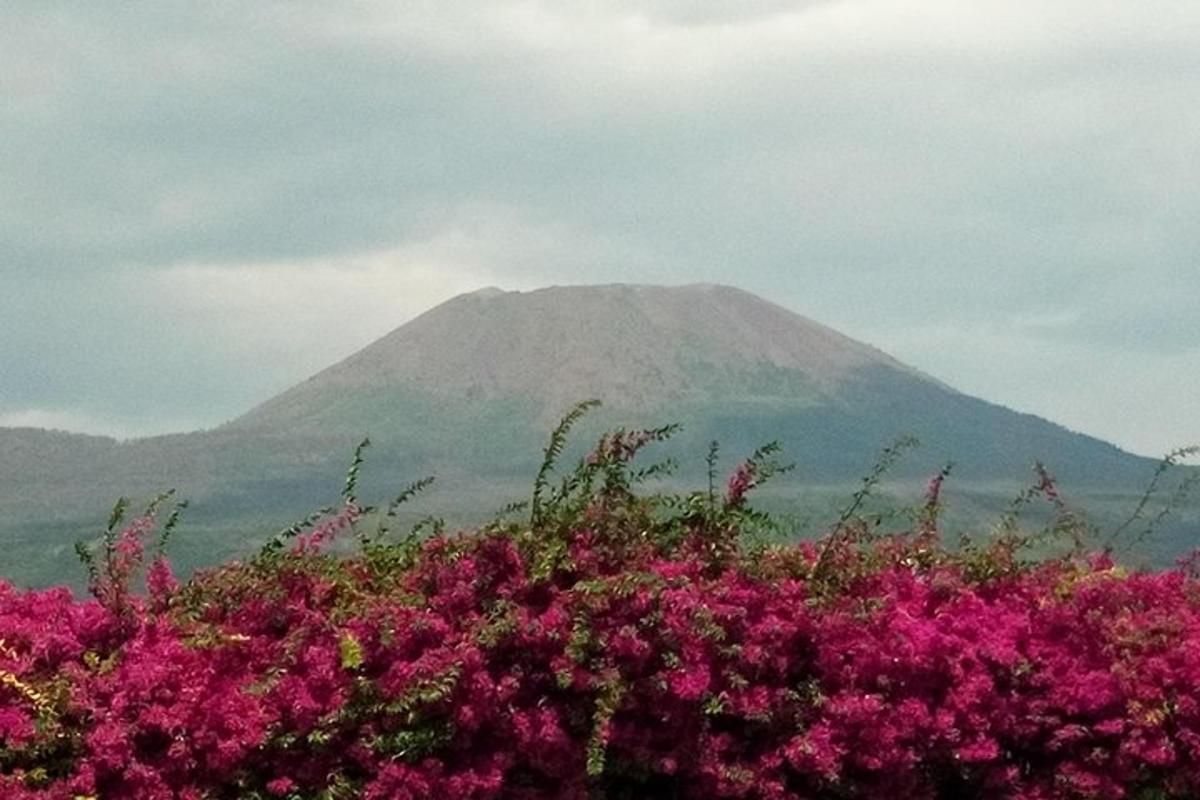 una muntanya amb flors roses al davant