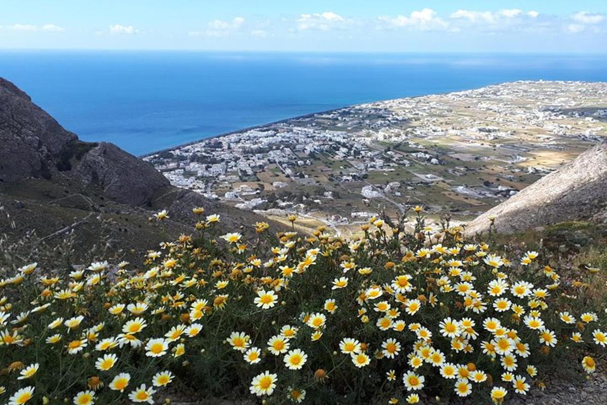 مجموعة من الزهور الصفراء على جانب الجبل