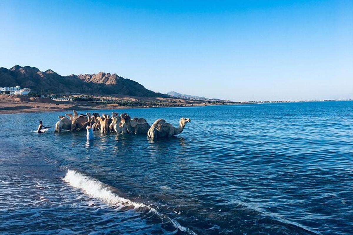 Foto dell’attrazione numero 6