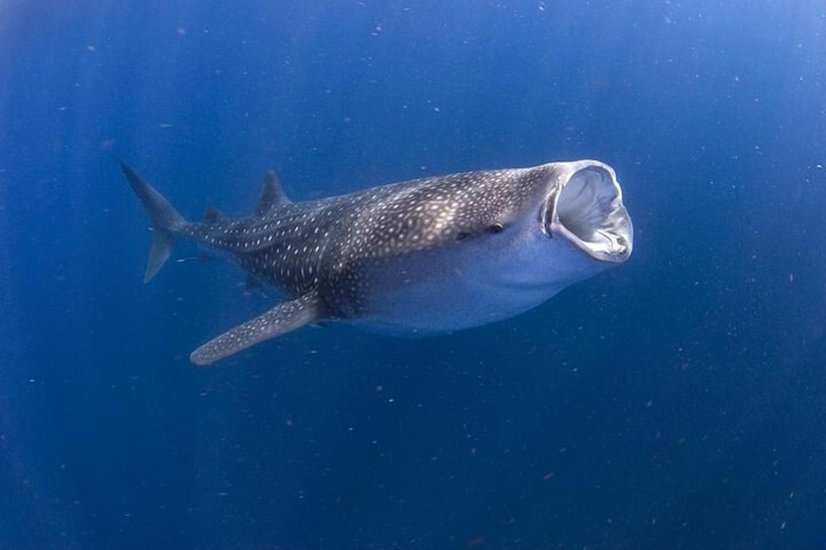 un tauró balena nedant a l'aigua blava