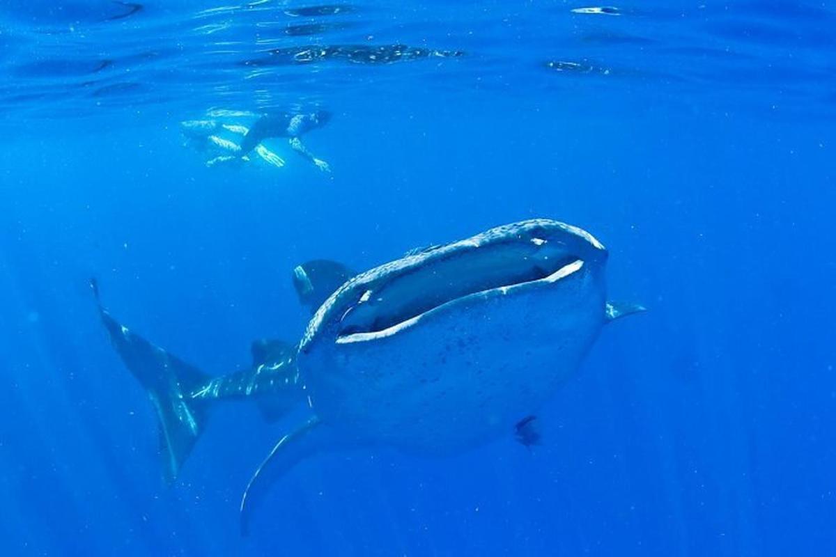 una parella de dofins nedant a l'aigua