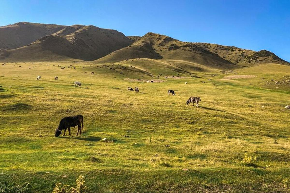 a herd of cows grazing in a grassy field