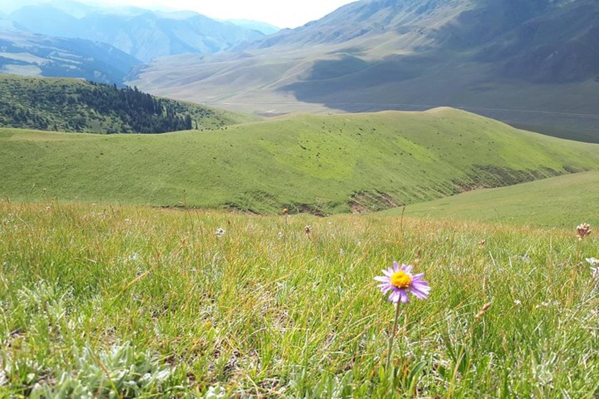 a flower in the middle of a field of grass