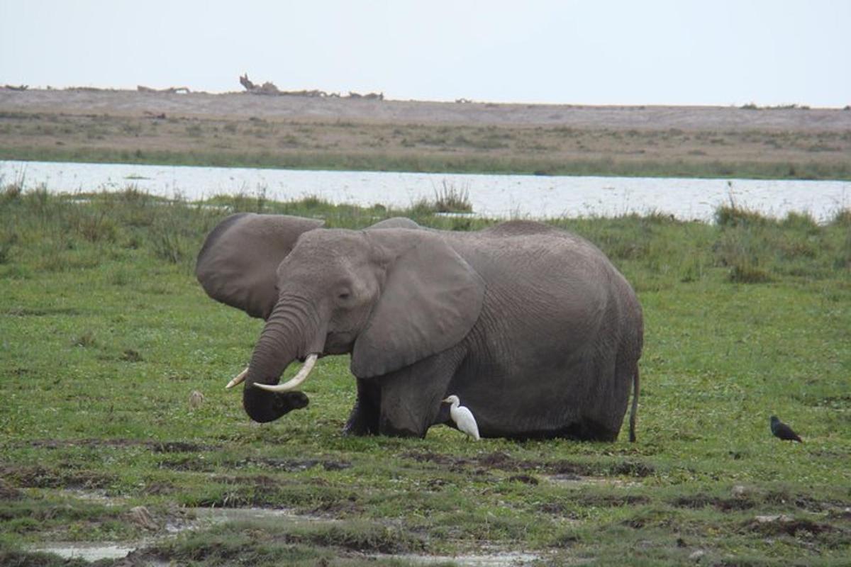um elefante parado na grama perto de um corpo d'água