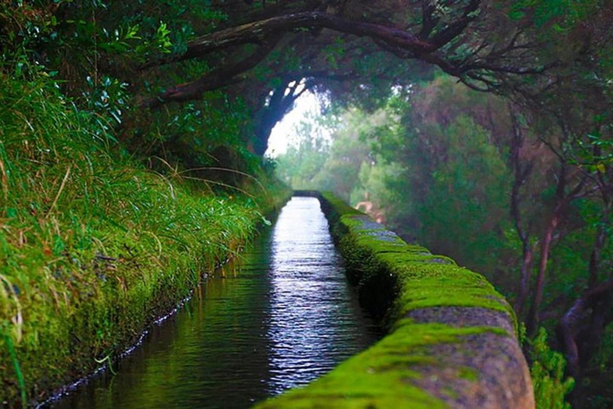 uno stretto canale in una foresta con un tunnel