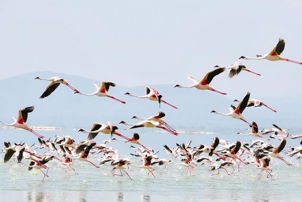 un estol d'ocells volant sobre l'aigua