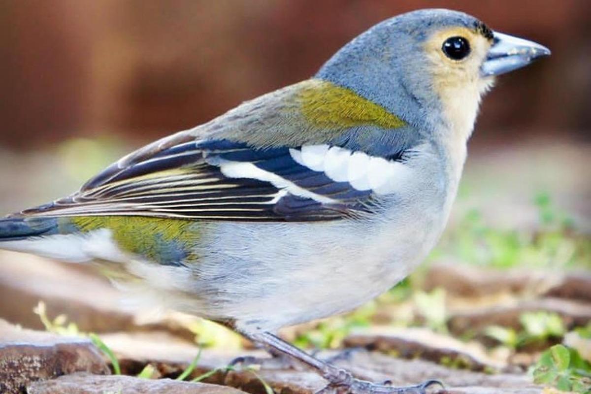 Un pájaro está parado en el suelo