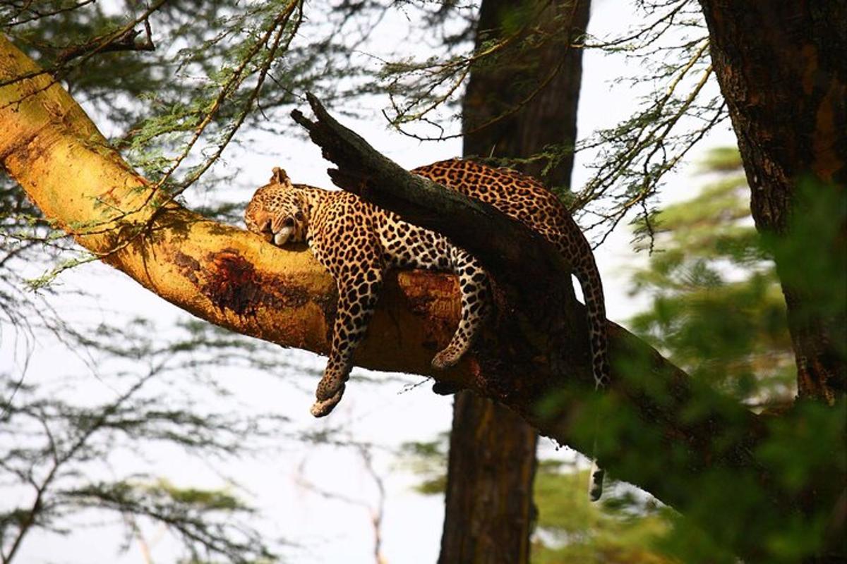 un lleopard estirat a la branca d'un arbre