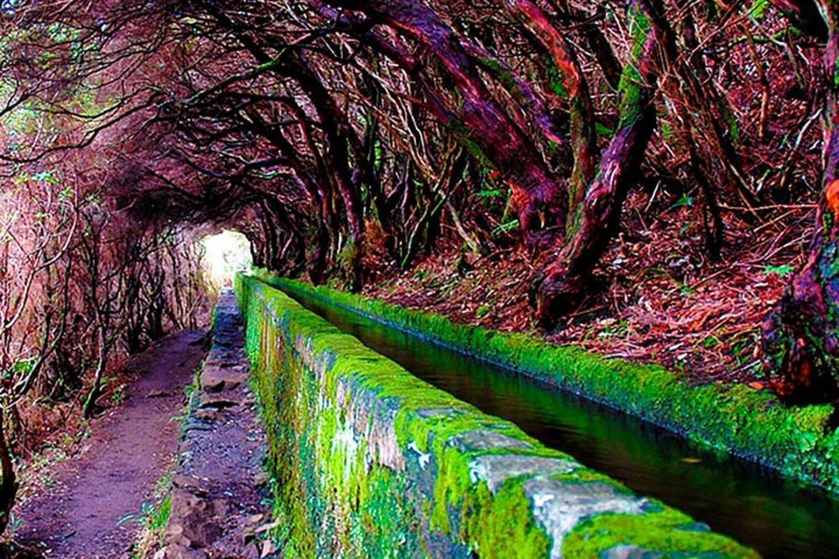 Una pintura de un camino a través de un túnel con árboles.