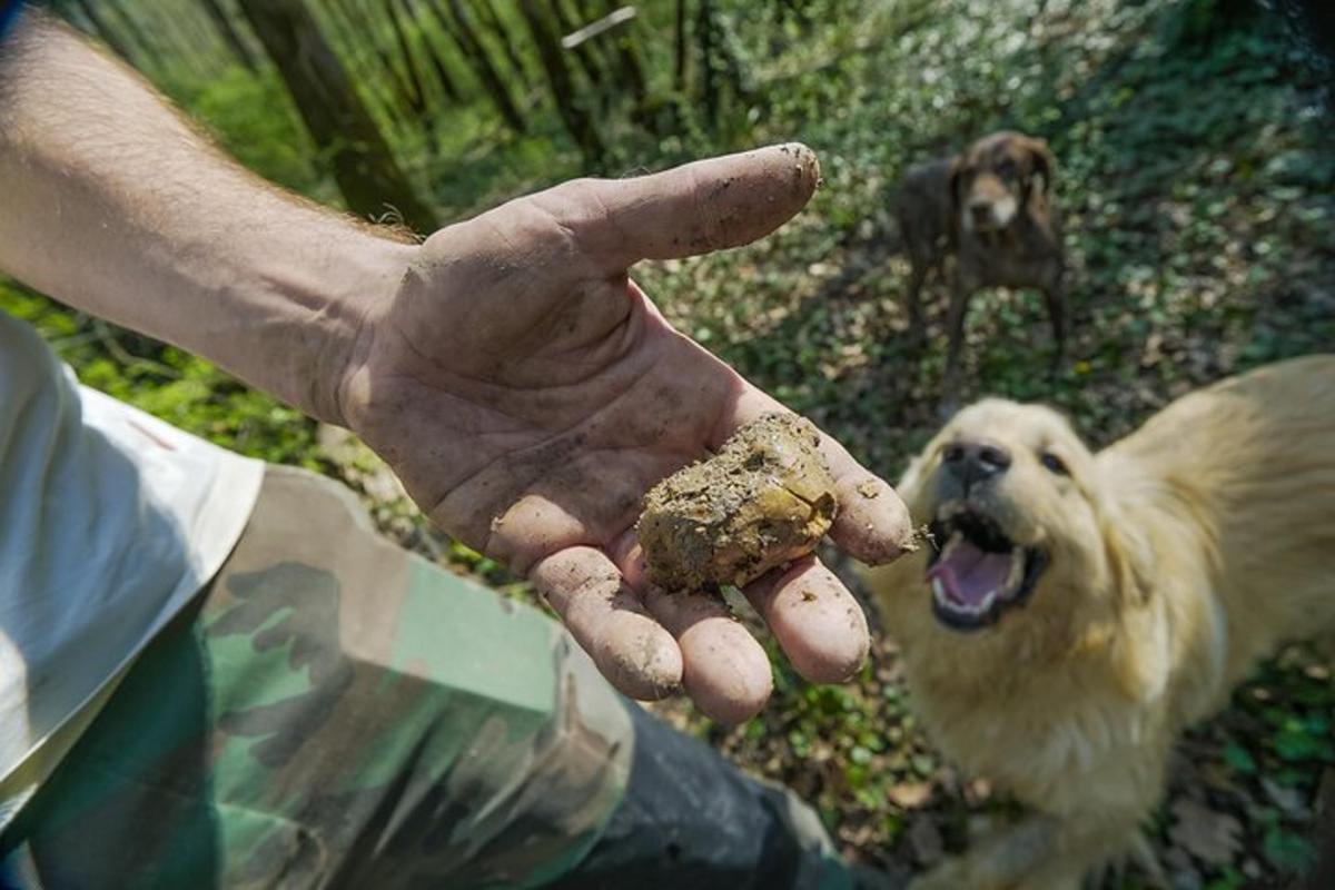 hönd sem heldur á hundi með leikfang í munninum