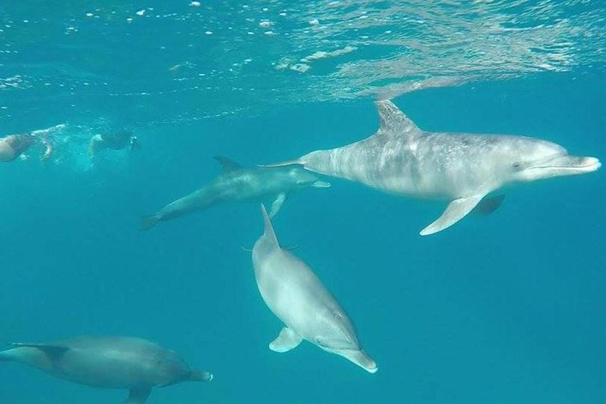 eine Gruppe von Delfinen, die im Wasser schwimmen