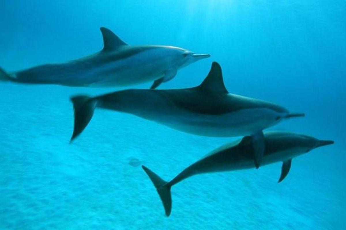a group of dolphins swimming in the ocean